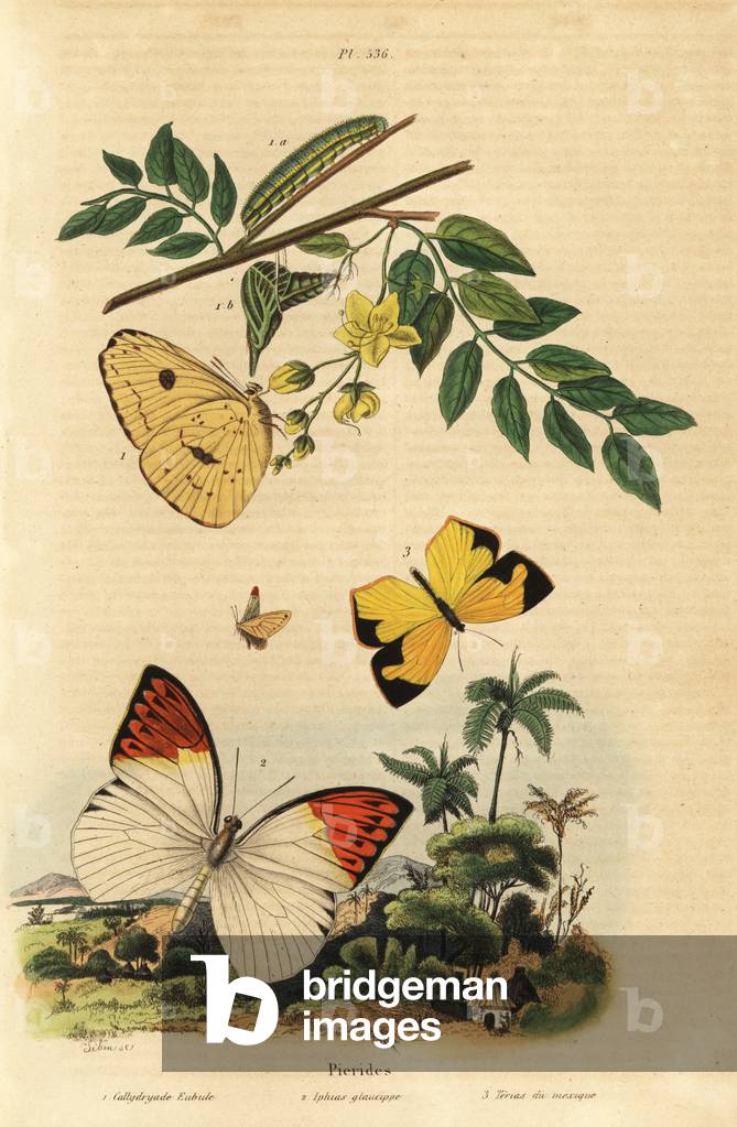 Cloudless sulphur, Phoebis sennae 1, great orange tip, Hebomoia glaucippe 2, and Mexican yellow, Eurema mexicana 3