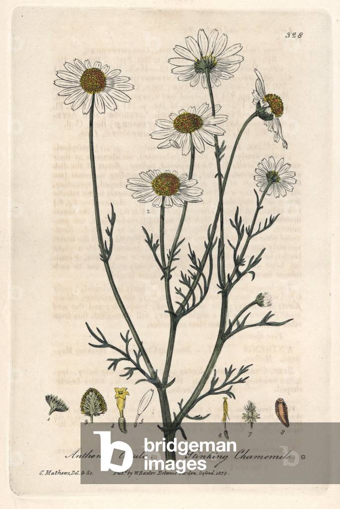 Anthemis fetide or stinking chamomile or chamomile of dogs (Anthemis cotula) - Botanical board by Isaac Russell, engraved by Charles Matthews, from “English Botanical Phenomenes” by William Baxter (1788-1871), 1837