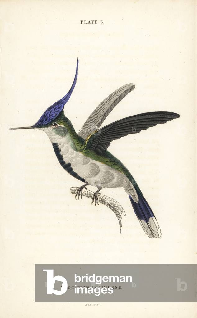 Purple-crested plovercrest, Stephanoxis lalandi loddigesii (Loddiges' hummingbird, Trochilus loddigesii). Handcoloured steel engraving by William Lizars from Sir William Jardine's Naturalist's Library: Ornithology: Hummingbirds Volume 2, Edinburgh, W.H. Lizars, 1833.
