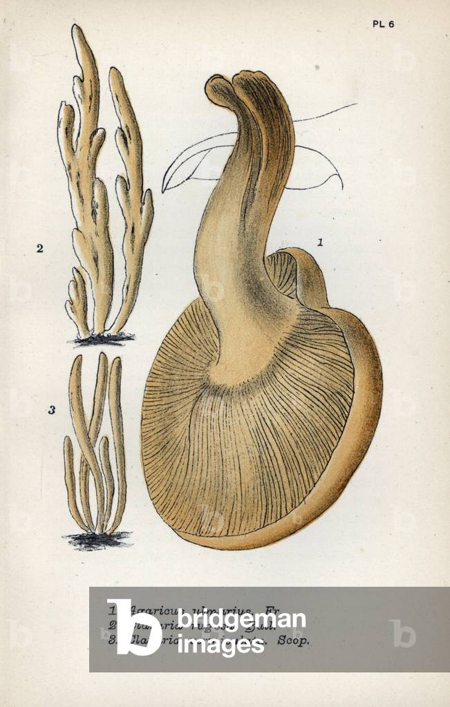 Elm oyster (Agaricus ulmarius, 1), rough clavary (Clavaria rugosa, 2), vermiculee clavary (Clavaria vermiculata, 3) - Chromolithography based on a drawing by Mordecai Cubitt Cooke (1825-1914), published in “A Plain and Easy Account of British Fungi”), edition Robert Hardwicke, London, 1862