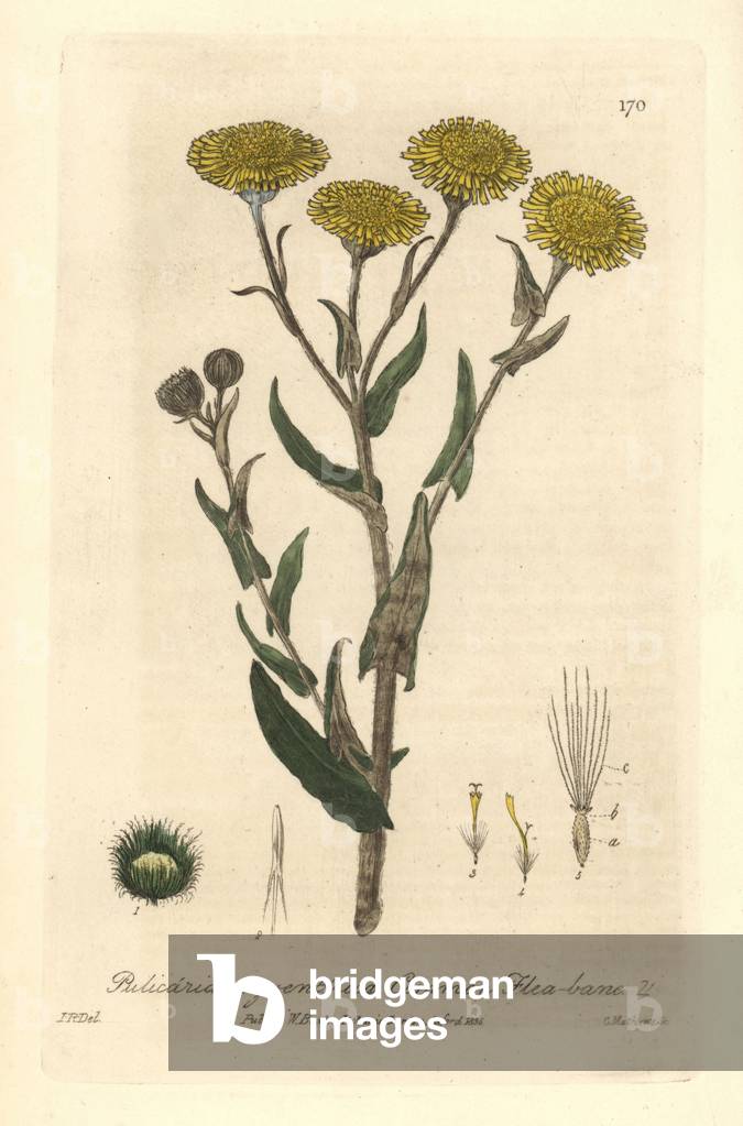 Pulicaria Dysenteric - Common flea-bane, Pulicaria dysenterica - Handcoloured copperplate engraved by Charles Mathews from a drawing by Isaac Russell from William Baxter's “” British Phaenogamous Botany”” 1835