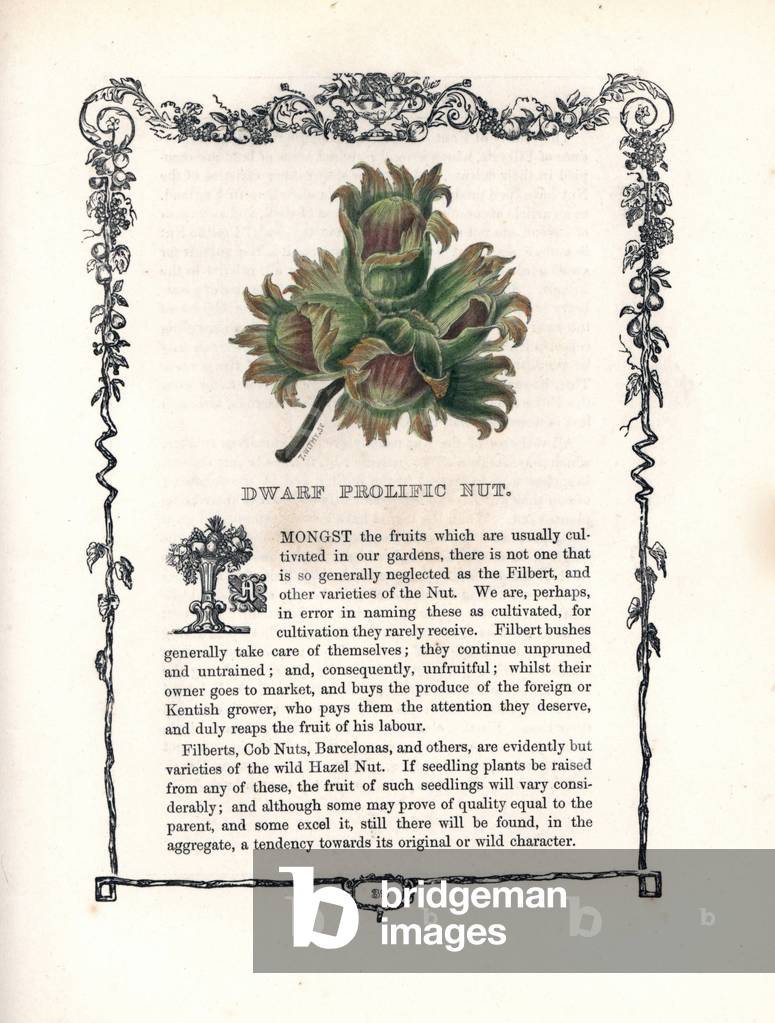 Dwarf prolific hazelnut. Lithograph by Benjamin Maund (1790-1863) published in The Fruitist, London, England, 1850. Dwarf Prolific Nut, Corylus avellana, within a Della Robbia ornamental frame with text below. Handcoloured glyphograph engraved by T. Withy from Benjamin Maund's “” The Fruitist,”” London, 1850, Groombridge and Sons.