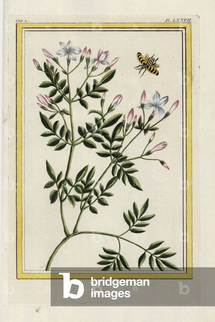 The Spanish Jasmine. Spanish jasmine, Jasminum grandiflorum. Handcoloured etching from Pierre Joseph Buchoz 'Precious and illuminated collection of the most beautiful and curious flowers, grown both in the gardens of China and in those of Europe, Paris, 1776.