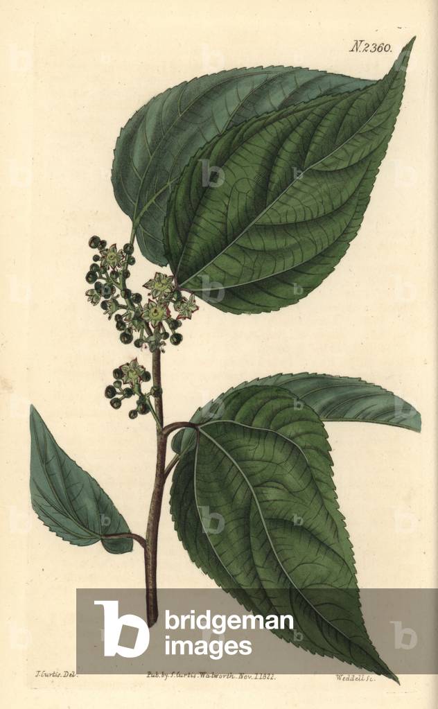 Japanese grape tree or sweet hovenia, Hovenia dulcis. Handcoloured copperplate engraving by Weddell after a botanical illustration by John Curtis from William Curtis' Botanical Magazine, Samuel Curtis, London, 1822.