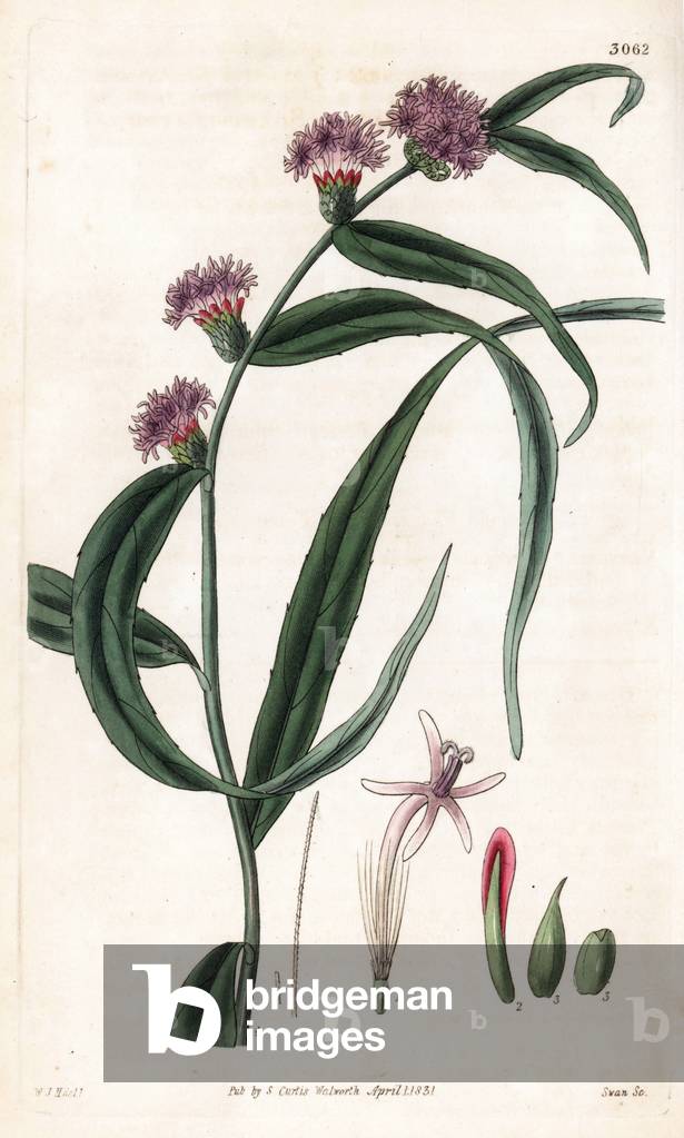 Lepidaploa persicifolia (Sharp-leaved vernonia, Veronia acutifolia). Handcoloured copperplate engraving by Swan after an illustration by William Jackson Hooker from Samuel Curtis's “” Botanical Magazine,”” London, 1831.