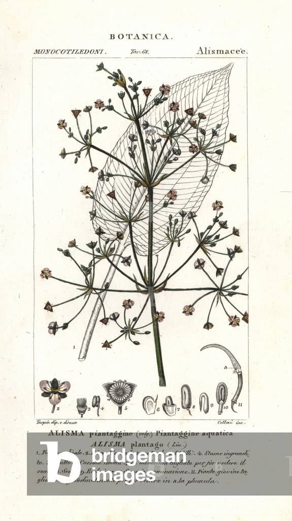 Common water-plantain, Alisma plantago-aquatica