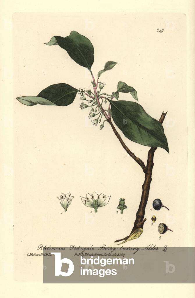Bourdaine - Berry-bearing alder or Alder buckthorn tree, Rhamnus frangula - Handcoloured copperplate drawn and engraved by Charles Mathews from William Baxter's “” British Phaenogamous Botany”” 1837
