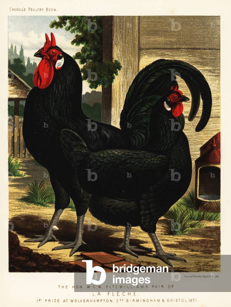 La Fleche breed of chickens, 1871 (chromolithograph)