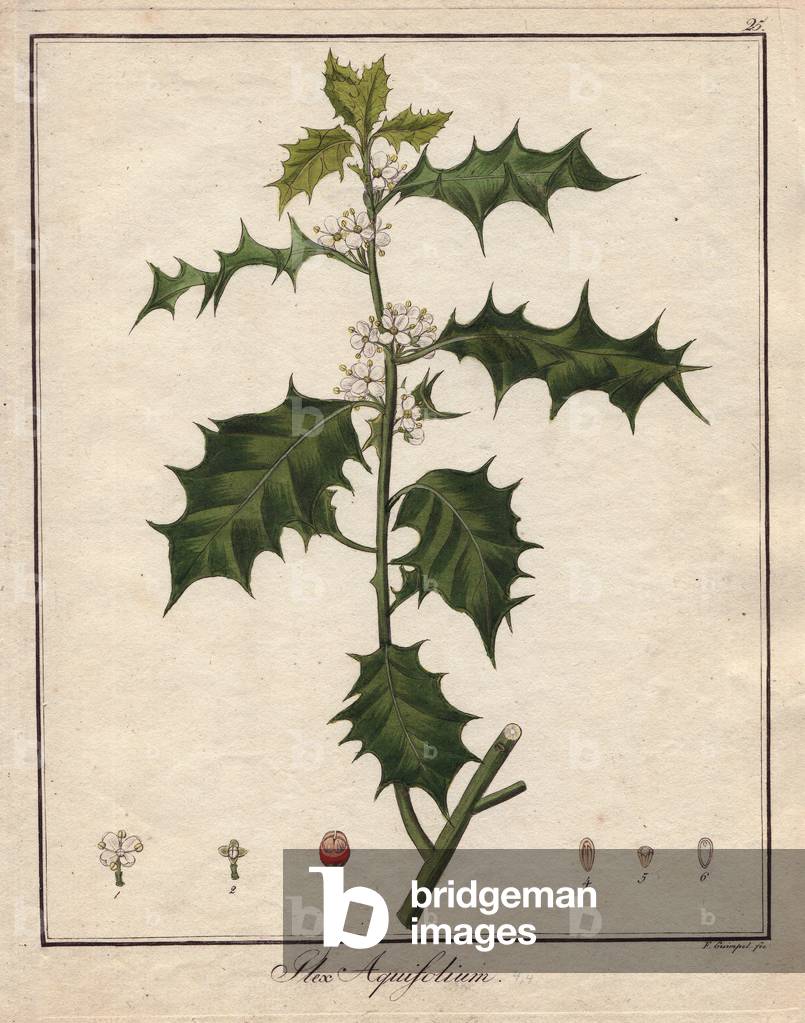 Holly. Coloured copper engraving, in Botanique Medicinale (published in Berlin, Germany, 1822) by Doctor Friedrich Gottlob Haynes (1763-1832), German botanist and pharmacist. Holly, Ilex aquifolium. Handcoloured copperplate engraving from Dr. Friedrich Gottlob Hayne's “” Getreue Darstellung und Beschreibung der in der Arzneykunde Gebrauchilchen Gewachse”” (Medical Botany), Berlin, 1822. Hayne (1763-1832) was a German botanist, apothecary and, from 1814, professor of pharmaceutical botany at Berlin University.