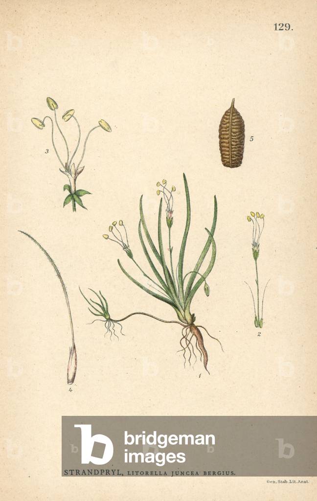 Litorella juncea Bergius