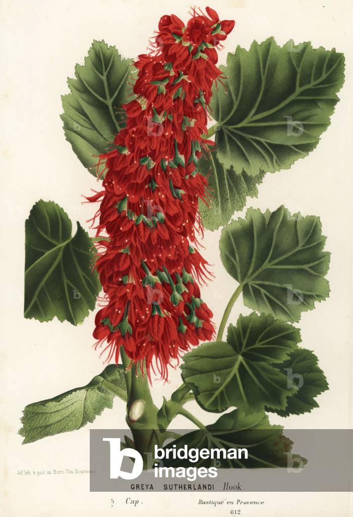 Natal bottlebrush, Greyia sutherlandii (Greya sutherlandi). Handcoloured lithograph from Louis van Houtte and Charles Lemaire's Flowers of the Gardens and Hothouses of Europe, Flore des Serres et des Jardins de l'Europe, Ghent, Belgium, 1867-1868.