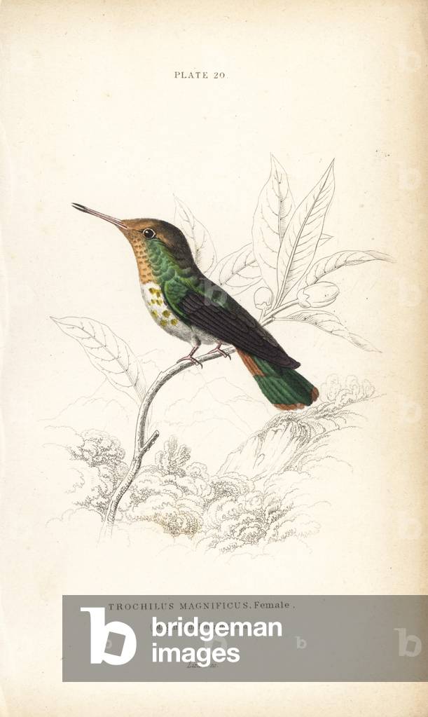 Frilled coquette, Lophornis magnificus, female (Magnificent hummingbird, Trochilus magnificus). Handcoloured steel engraving by William Lizars from Sir William Jardine's Naturalist's Library: Ornithology: Hummingbirds, Edinburgh, W.H. Lizars, 1834.