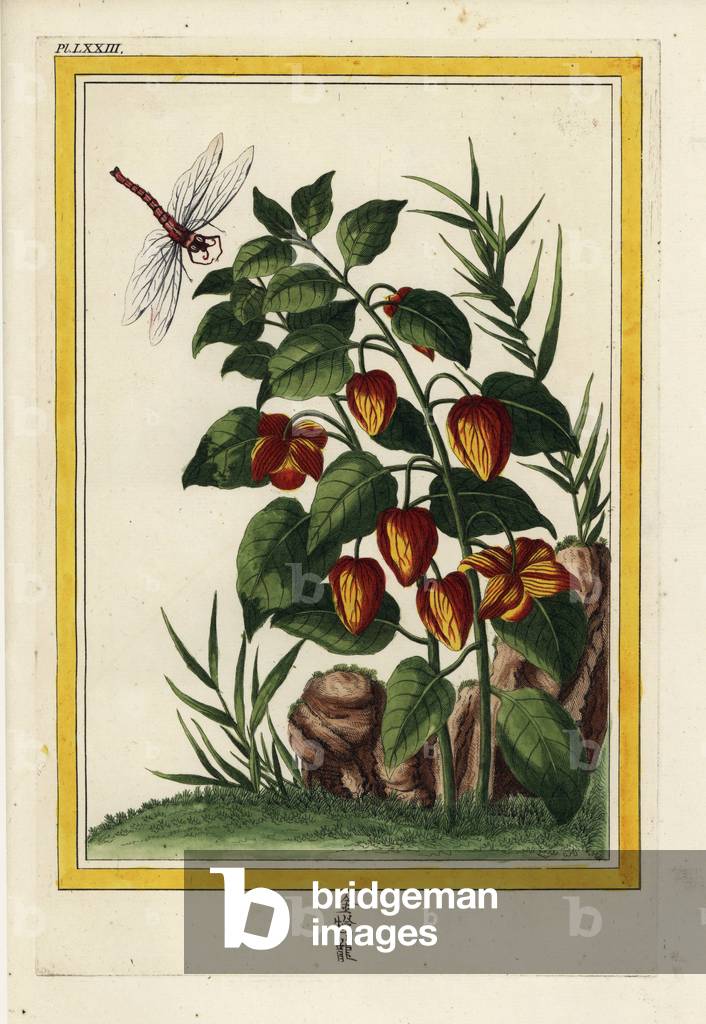 The Alkekenge of China. Chinese lantern, Physalis alkekengi. Handcoloured etching from Pierre Joseph Buchoz 'Precious and illuminated collection of the most beautiful and curious flowers, grown both in the gardens of China and in those of Europe, Paris, 1776.