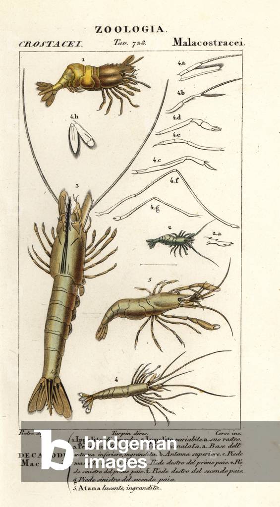 Species of shrimp