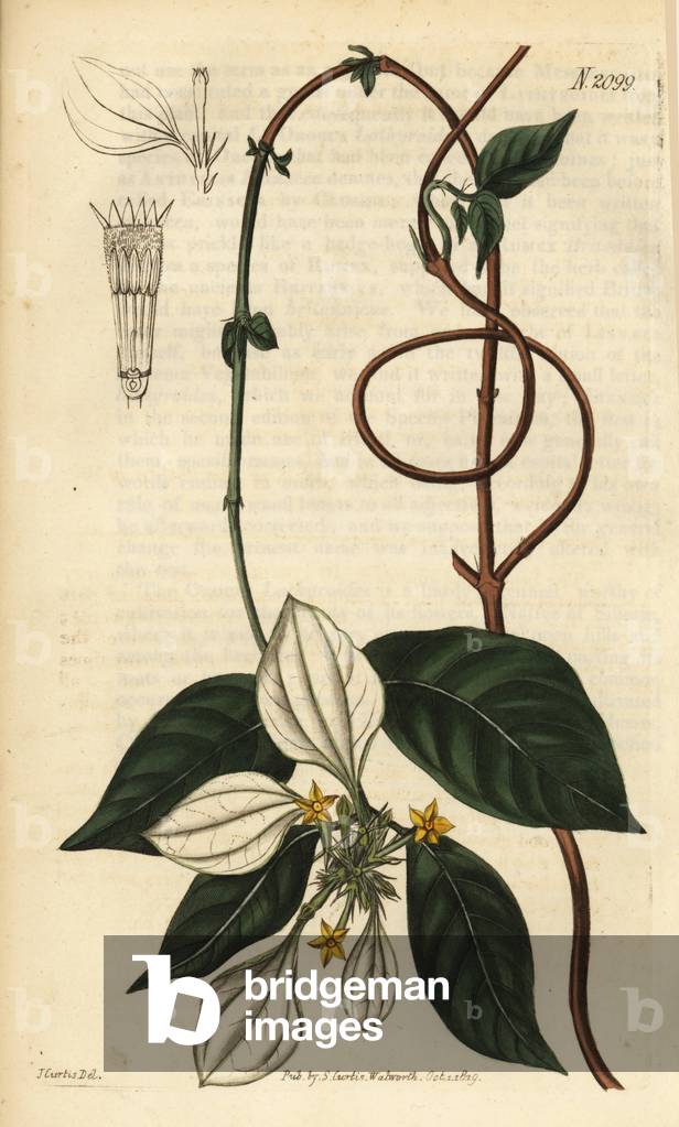 Mussaenda pubescens. Handcoloured copperplate engraving after an illustration by John Curtis from Samuel Curtis' Botanical Magazine, London, 1819.