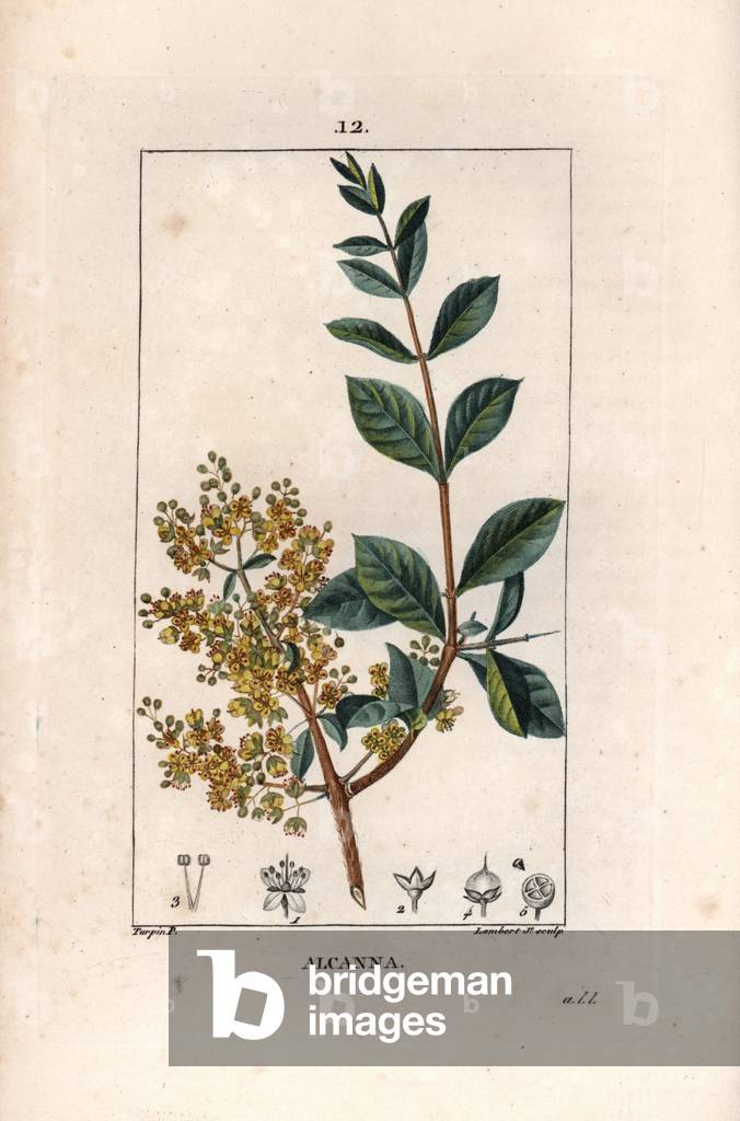 Alcanna, le henne naturel - Engraving by Lambert fils, after a drawing by Pierre Jean Francois Turpin (1775-1840), extracted from La flore medicale, by Chaumeton, Poiret et Chamberet, Paris 1830 - Henna tree, Lawsonia inermis - Engraving by Lambert Junior from a drawing by P - J - F - Turpin from Chaumeton, Poiret et Chamberet Chamberet And's “La Flore Medicale,” Paris, Panckoucke, 1830 -