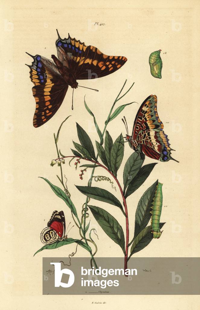 Two-tailed pasha or foxy emperor, Charaxes jasius, with pupa and caterpillar 1, and Cramer's eighty-eight butterfly, Diaethria clymena 2