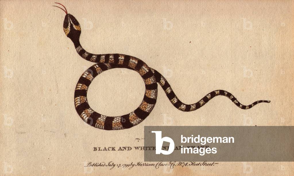 Indian snake striped with black and white. Lithographie in The Naturalist Pocket Magazine or Cabinet complete des Curiosites et Beautes de la Nature, published between 1798 and 1802, by Harrison, London, England.