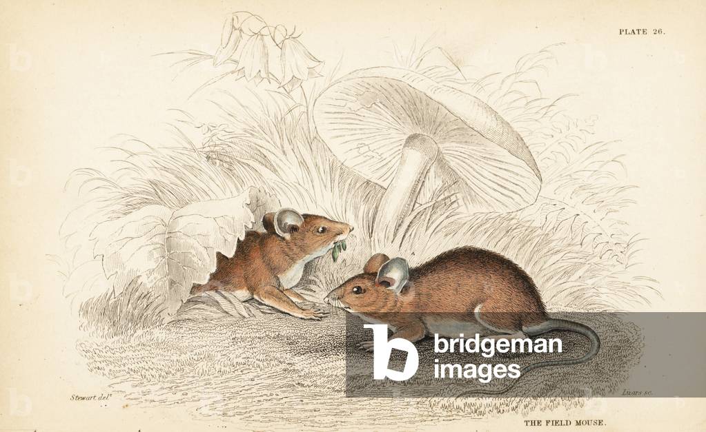 Wood mouse, Apodemus sylvaticus (Field mouse, Mus sylvaticus). Handcoloured steel engraving by Lizars after an illustration by James Stewart from William Jardine's Naturalist's Library, Edinburgh, 1836.