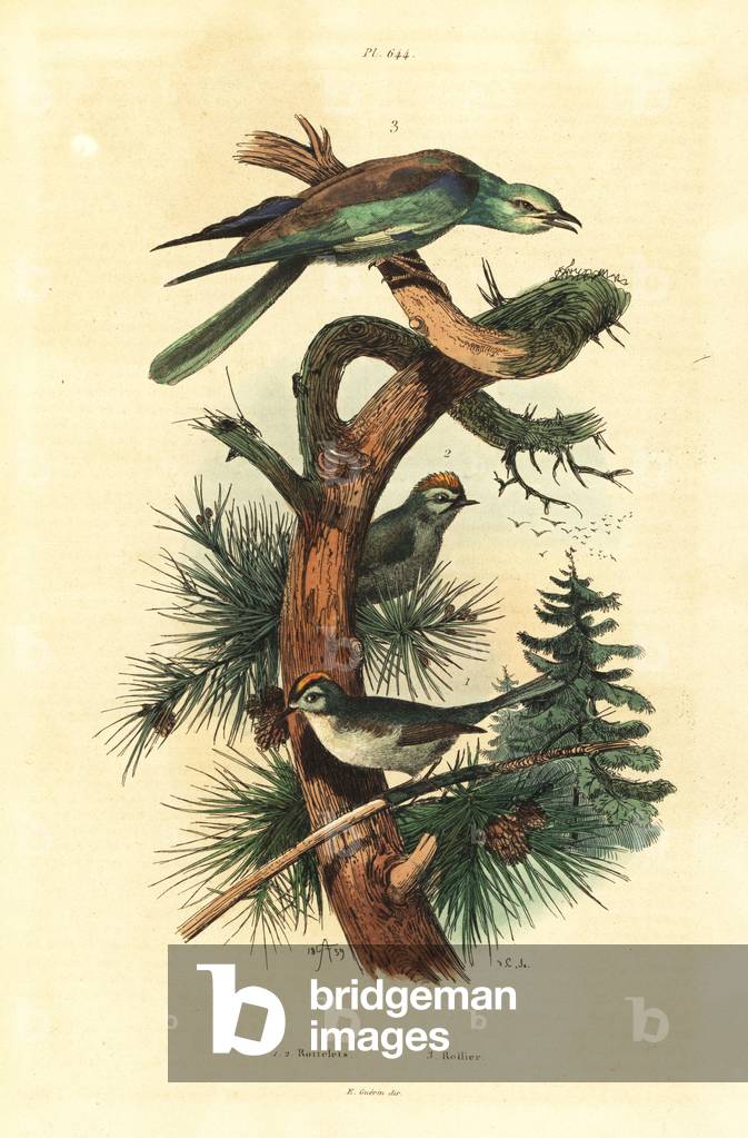 Goldcrests, Regulus regulus, and European roller, Coracias garrulus