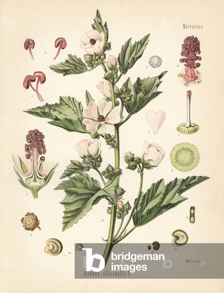 Marshmallow, Althaea officinalis. Chromolithograph after a botanical illustration by Walther Muller from Hermann Adolph Koehler's Medicinal Plants, edited by Gustav Pabst, Koehler, Germany, 1887.