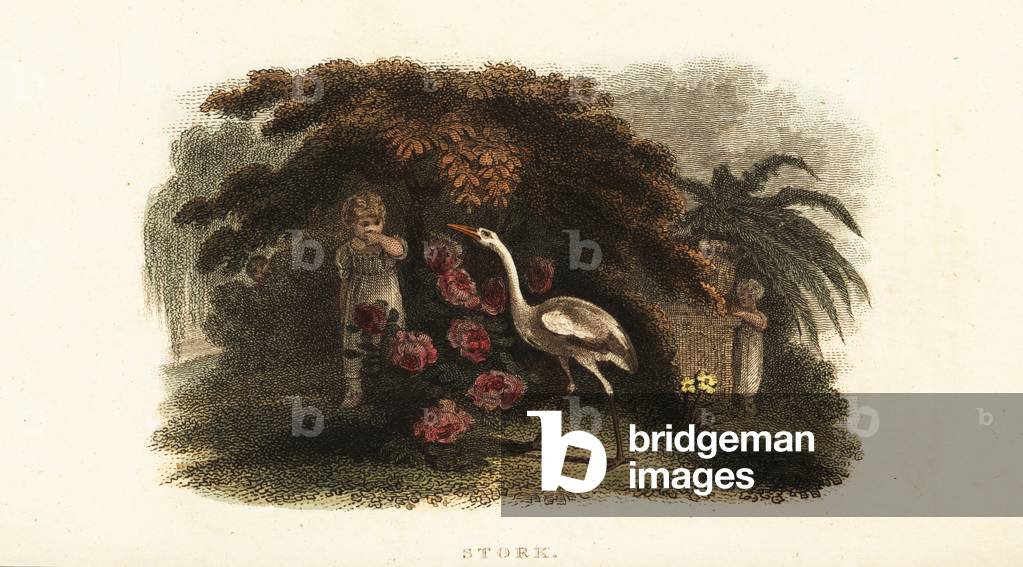 White stork, Ciconia ciconia, playing hide and seek with children in a garden