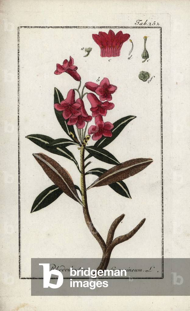 Ferruginous rhododendron or pink bay leaf (Rhododendron ferrugineum). Lithograph from “Afbeelding der Artseny-Gewassen” by Johannes Zorn (1739-1799), Netherlands, 1796. Alpenrose or snow-rose tree, Rhododendron ferrugineum. Handcoloured copperplate botanical engraving from J. Zorn's “Afbeelding der Artseny-Gewassen,” Amsterdam, 1796.