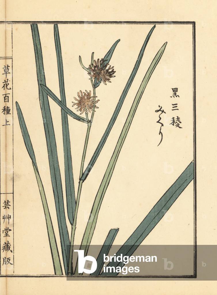 Handcoloured print by Kono Bairei for 'One Hundred Varieties of Flowers', Tokyo, Yamada, 1901