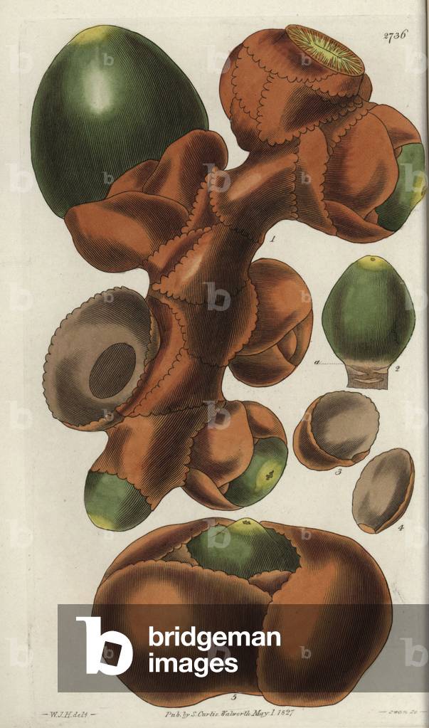 Female spadice of double coconut or coconut buttock from Seychelles, with below a description of an unfertilized germ. Illustration by Wiliam Jackson Hooker (1785-1865), British botanist and writer, professor at the University of Glasgow (Scotland) and editor of Curtis's Botanical Magazine from 1827 to 1865. Grave by Swan, Strong Water published in William Curtis's The Botanical Magazine, 1827.