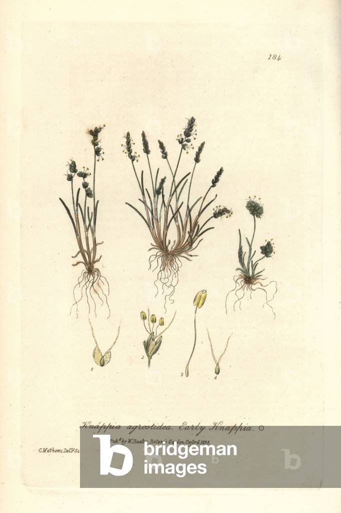 Spring Graminee Variete - Early knappia, Knappia agrostidea - Handcoloured copperplate drawn and engraved by Charles Mathews from William Baxter's “” British Phaenogamous Botany”” 1836