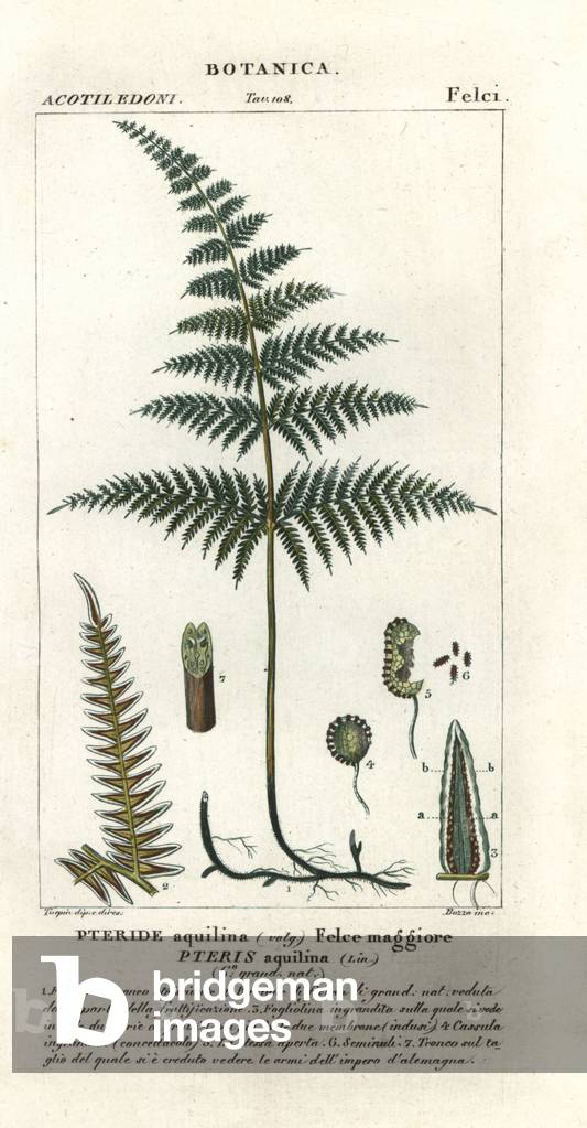 Common bracken or brake, Pteridium aquilinum