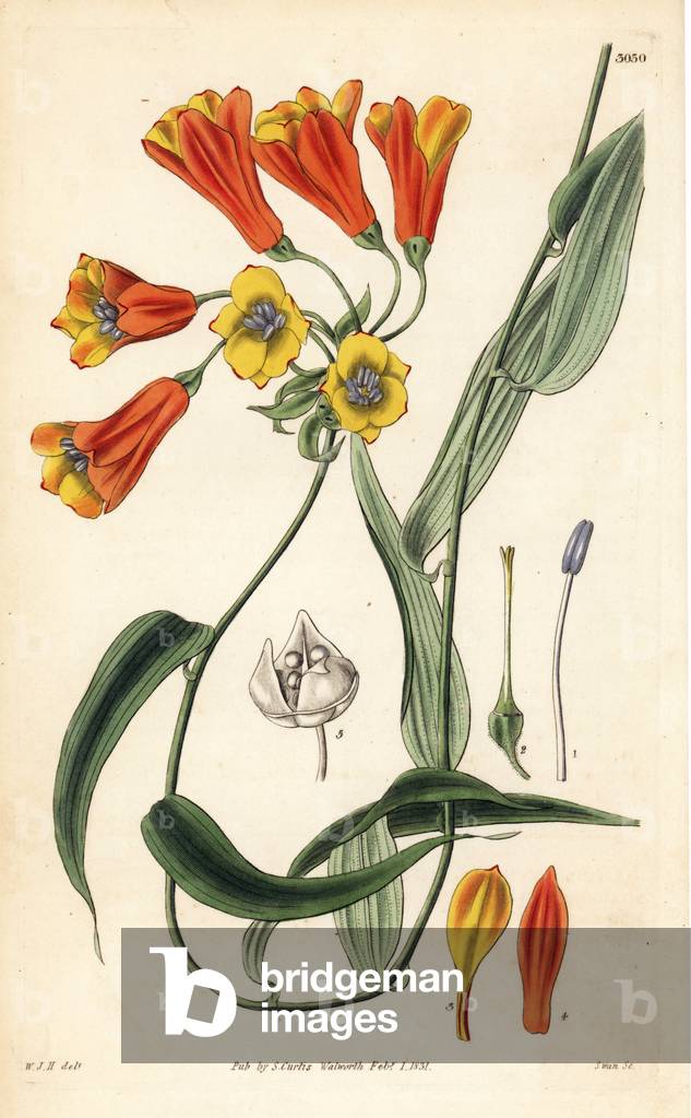 Pelegrine with acute leaves - Bomarea acutifolia vine (Sharp pointed leaved alstroemeria, Alstroemeria acutifolia). Handcoloured copperplate engraving by Swan after an illustration by William Jackson Hooker from Samuel Curtis's “” Botanical Magazine,”” London, 1831.