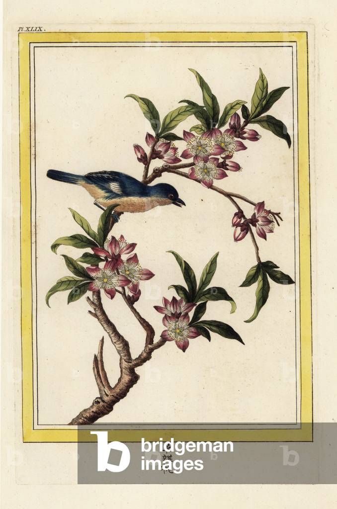 The Pecher of China. Peach blossom, Prunus persica. Handcoloured etching from Pierre Joseph Buchoz 'Precious and illuminated collection of the most beautiful and curious flowers, grown both in the gardens of China and in those of Europe, Paris, 1776.