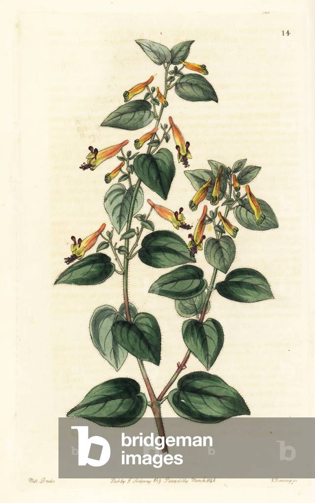 Cuphea, Cigarette Plant - Black-eyed cuphea, Cuphea cyanea (Coarse-haired cuphea, Cuphea strigillosa). Handcoloured copperplate engraving by George Barclay after an illustration by Miss Sarah Drake from Edwards' Botanical Register, edited by John Lindley, London: Ridgeway, 1846.