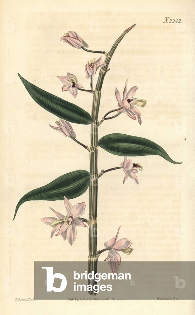 Leafless dendrobium orchid, Dendrobium aphyllum (Hooded dendrobium, Dendrobium cucullatum). Handcoloured copperplate engraving by Weddell after a drawing by John Curtis for Samuel Curtis' continuation of William Curtis' Botanical Magazine, London, 1821.