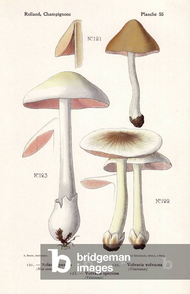Inedible and poisonous mushrooms: Nolanea pascua, rose-gilled grisette Volvaria speciosa, and straw mushroom Volvaria volvacea. Chromolithograph drawn by Bessin for Leon Rolland's “Atlas of Mushrooms”” 1911.