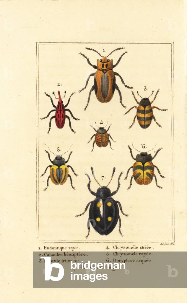 Weevils: Eudomychus striata 1, Calandra hemiptera 2, pleasing fungus beetle, Erotylus species 3, Chrysomela striata 4, Acalymma vittatum 5, Chrysomela arcuata 6 and Eumorphus marginata 7