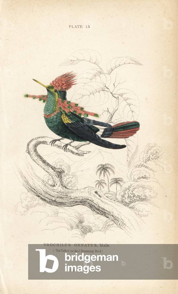 Tufted coquette, Lophornis ornatus, male (Tufted-necked hummingbird, Trochilus ornatus.) Handcoloured steel engraving by William Lizars from Sir William Jardine's Naturalist's Library: Ornithology: Hummingbirds, Edinburgh, W.H. Lizars, 1834.