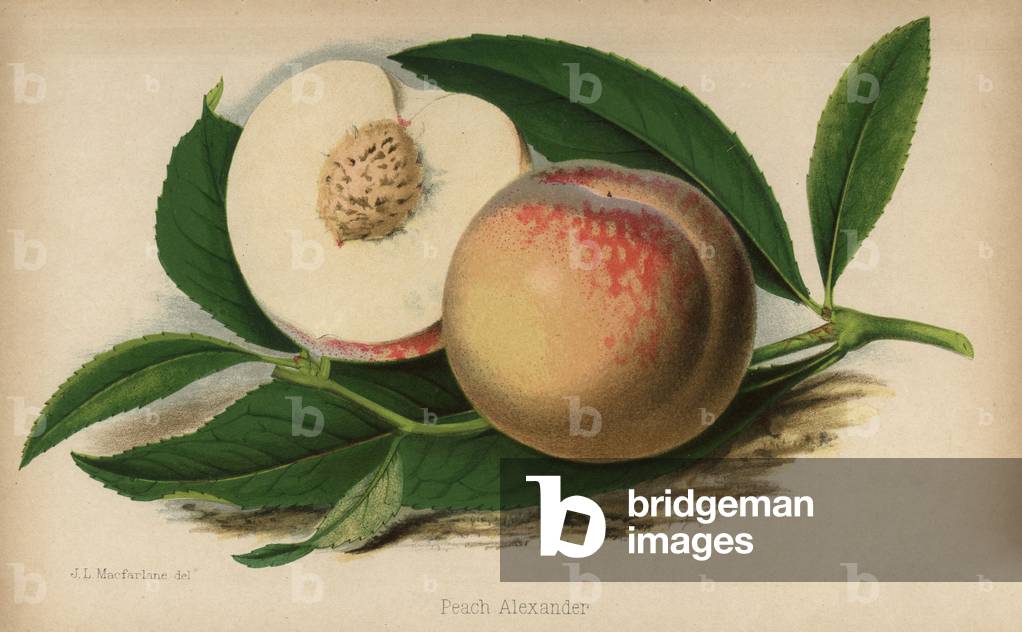 Variety of Alexander's fishing. Chromolithography drawn by Walter Hood Fitch, Miss E. Regel and J.L. Macfarlane, lithography by G.Severeyns and Stroobant, Belgium, published in Floriste et Pomologie, by Robert Hogg, published in London 1878 to 1884.