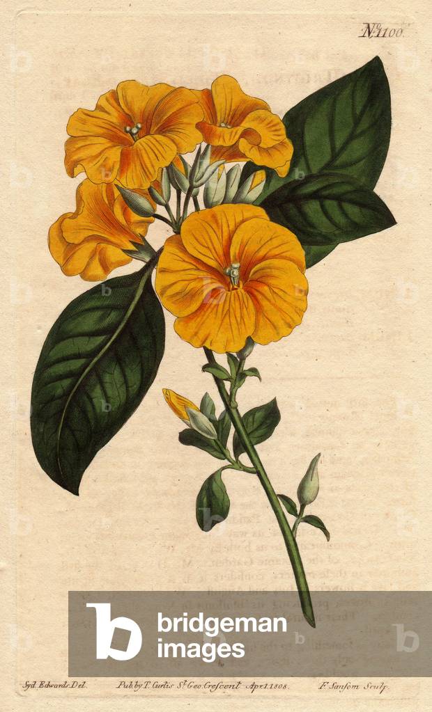 Yellow or triple style linen, bright yellow flower, native to India. Yellow flax or three styled flax with vivid yellow flowers. A native of India.