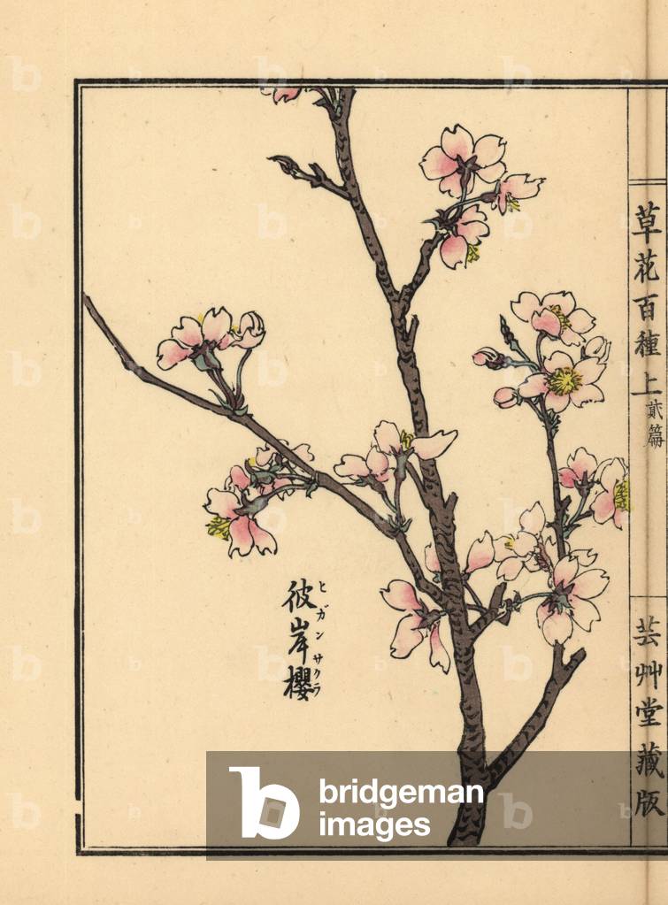 Higan sakura or higan cherry blossom, Prunus pendula Handcoloured woodblock print by Kono Bairei from Kusa Bana Hyakushu (One Hundred Varieties of Flowers), Tokyo, Yamada, 1901.