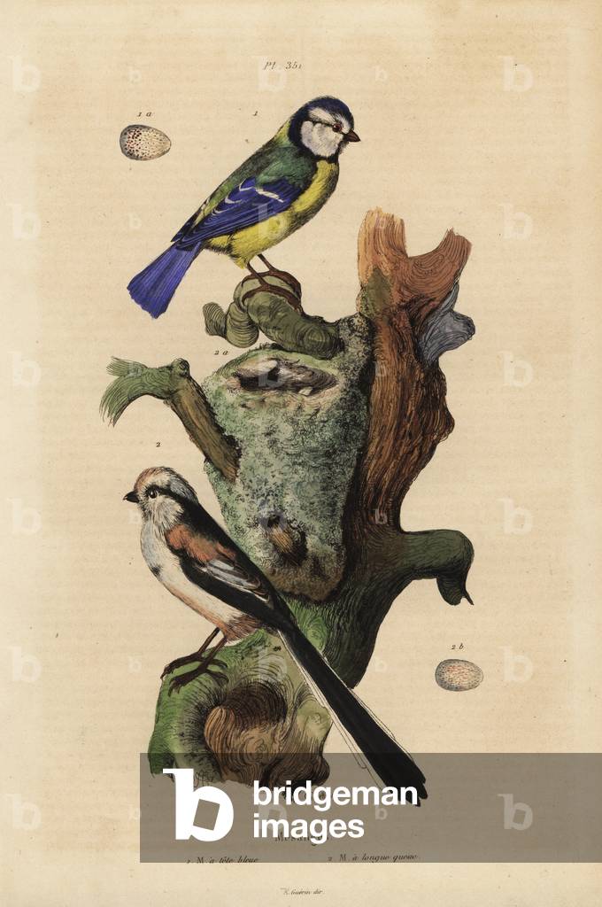 Eurasian blue tit, Cyanoses caeruleus, and egg, and long-tailed tit, Aegithalos caudatus, with nest and egg