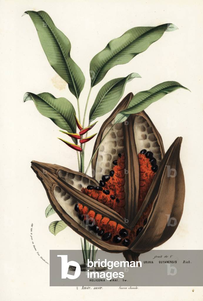 Red palulu or macawflower, Heliconia bihai, and fruit of the Phenakospermum guyannense palm tree. Handcoloured lithograph from Louis van Houtte and Charles Lemaire's Flowers of the Gardens and Hothouses of Europe, Flore des Serres et des Jardins de l'Europe, Ghent, Belgium, 1857.