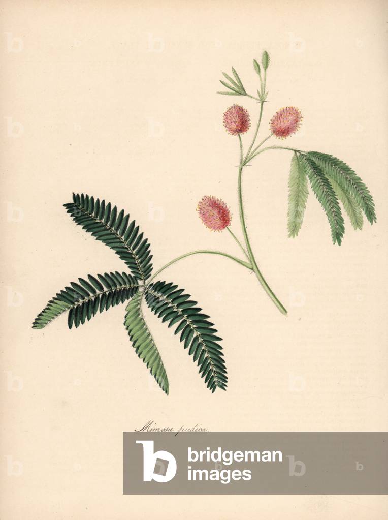 Mimosa modica - Sensitive plant, Mimosa pudica. Handcoloured zincograph by C. Chabot drawn by Miss M. A. Burnett from her “” Plantae Utiliores: or Illustrations of Useful Plants,”” Whittaker, London, 1842. Miss Burnett drew the botanical illustrations, but the text was chiefly by her late brother, British botanist Gilbert Thomas Burnett (1800-1835).