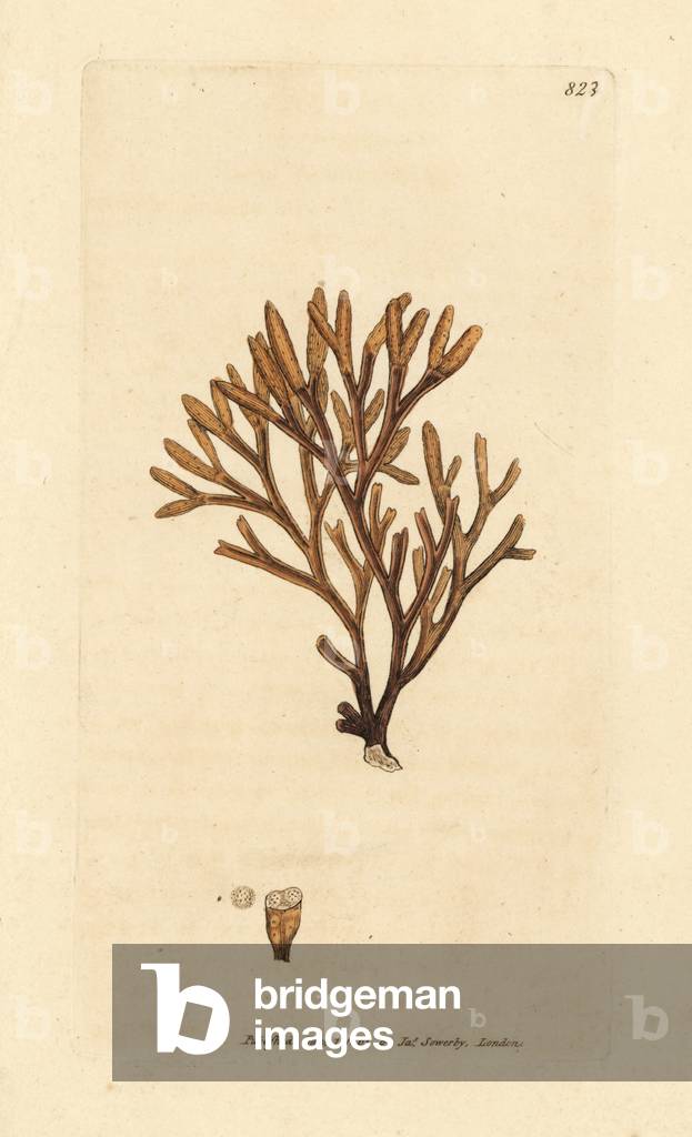 Channelled fucus, Pelvetia canaliculata (Fucus canaliculatus). Handcoloured copperplate engraving after a drawing by James Sowerby for James Smith's English Botany, 1801.
