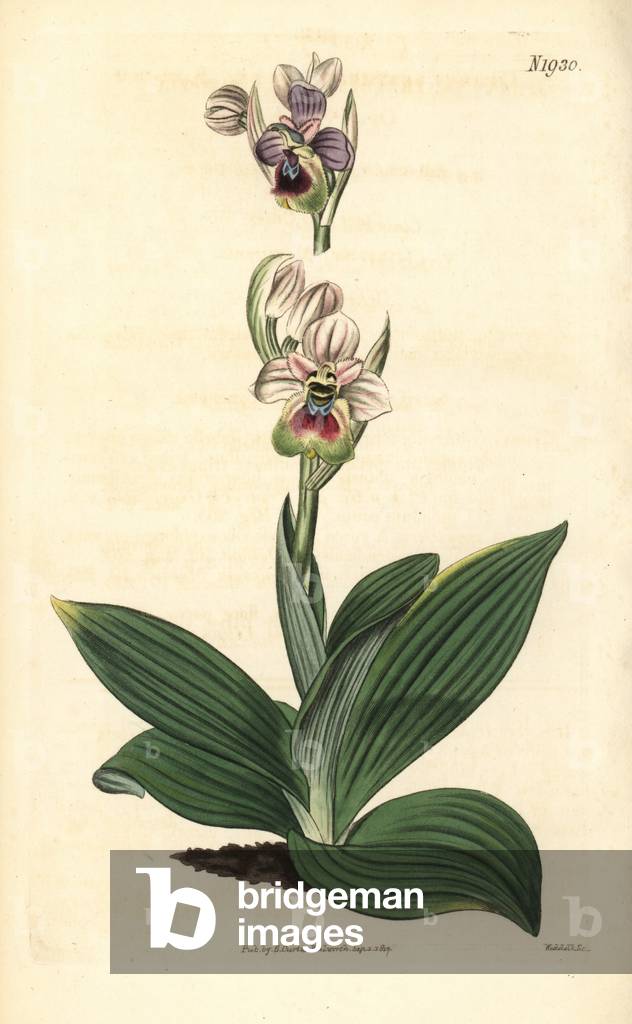 Ophrys guepe or Ophrys tenthrede - Saw-fly orchid, Ophrys tenthredinifera. Handcoloured botanical engraving from John Sims' Curtis's Botanical Magazine, Couchman, London, 1817.