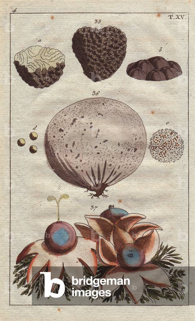 Truffle, Lycoperdon tuber, puffball, Lycoperdon bovista, and starred shell-puff Geastrum stellatum