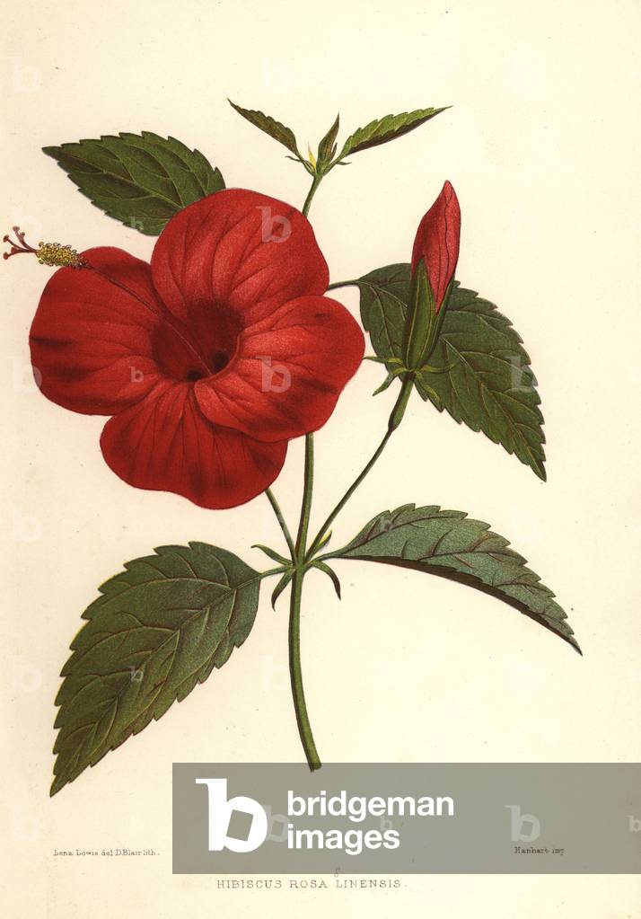 China rose or Chinese hibiscus, Hibiscus rosa-sinensis