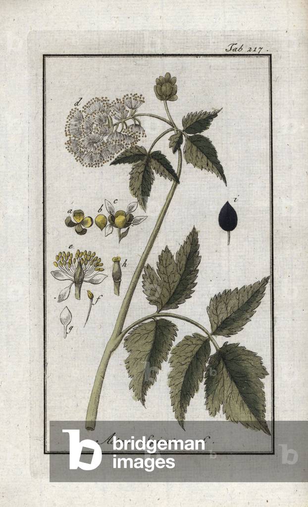 Actee en epi (Actaea spicata). Lithograph from “Afbeelding der Artseny-Gewassen” by Johannes Zorn (1739-1799), Netherlands, 1796. Eurasian baneberry or Herb Christopher, Actaea spicata. Handcoloured copperplate botanical engraving from J. Zorn's “Afbeelding der Artseny-Gewassen,” Amsterdam, 1796.