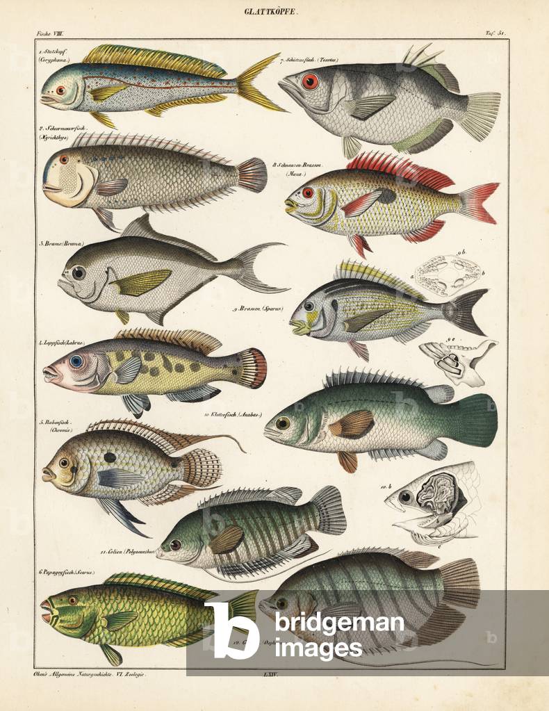 Dolphinfish, Coryphaena hippurus, pearly razorfish, Xyrichthys pendactylus, Atlantic pomfret, Brama raii, cuckoo wrasse, Labrus vetula, pearl-spot chromis, Chromis punctatus, palecheek parrotfish, Scarus viridis, banded archerfish, Toxotes jaculator, blotched picarel, Maena vulgaris, gilthead seabream, Sparus aurata, climbing perch, Anabas scandens, colisa, Polyacanthus colisa, and giant gourami. Lithograph from Lorenz Oken's Universal Natural History, Allgemeine Naturgeschichte fur alle Stande, Stuttgart, 1841.
